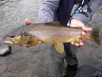Chile Brown Trout 5